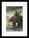 Brown Bear and Cub, Katmai National Park, Alaska by Anonymous