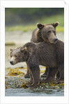 Brown Bear and Cub, Katmai National Park, Alaska by Anonymous