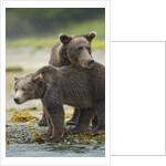 Brown Bear and Cub, Katmai National Park, Alaska by Anonymous