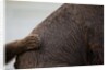 Grizzly Bear, Katmai National Park, Alaska by Anonymous