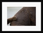 Grizzly Bear, Katmai National Park, Alaska by Anonymous