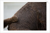Grizzly Bear, Katmai National Park, Alaska by Anonymous