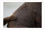 Grizzly Bear, Katmai National Park, Alaska by Anonymous