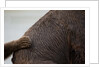 Grizzly Bear, Katmai National Park, Alaska by Anonymous