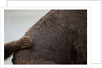 Grizzly Bear, Katmai National Park, Alaska by Anonymous