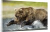 Brown Bear Fishing, Katmai National Park, Alaska by Anonymous