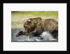 Brown Bear Fishing, Katmai National Park, Alaska by Anonymous