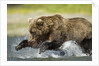 Brown Bear Fishing, Katmai National Park, Alaska by Anonymous