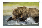 Brown Bear Fishing, Katmai National Park, Alaska by Anonymous