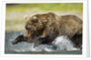 Brown Bear Fishing, Katmai National Park, Alaska by Anonymous