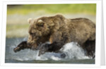 Brown Bear Fishing, Katmai National Park, Alaska by Anonymous