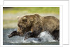 Brown Bear Fishing, Katmai National Park, Alaska by Anonymous