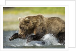 Brown Bear Fishing, Katmai National Park, Alaska by Anonymous