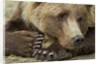 Resting Brown Bear, Katmai National Park, Alaska by Anonymous