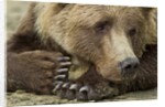 Resting Brown Bear, Katmai National Park, Alaska by Anonymous