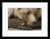 Resting Brown Bear, Katmai National Park, Alaska by Anonymous