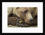 Resting Brown Bear, Katmai National Park, Alaska by Anonymous