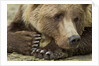 Resting Brown Bear, Katmai National Park, Alaska by Anonymous