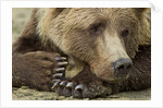 Resting Brown Bear, Katmai National Park, Alaska by Anonymous