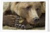 Resting Brown Bear, Katmai National Park, Alaska by Anonymous