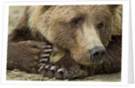 Resting Brown Bear, Katmai National Park, Alaska by Anonymous