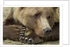 Resting Brown Bear, Katmai National Park, Alaska by Anonymous