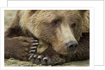 Resting Brown Bear, Katmai National Park, Alaska by Anonymous