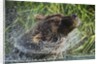 Brown Bear Fishing in Salmon Stream, Katmai National Park, Alaska by Anonymous