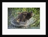 Brown Bear Fishing in Salmon Stream, Katmai National Park, Alaska by Anonymous