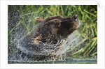 Brown Bear Fishing in Salmon Stream, Katmai National Park, Alaska by Anonymous
