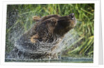 Brown Bear Fishing in Salmon Stream, Katmai National Park, Alaska by Anonymous