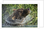 Brown Bear Fishing in Salmon Stream, Katmai National Park, Alaska by Anonymous