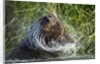 Brown Bear Fishing in Salmon Stream, Katmai National Park, Alaska by Anonymous