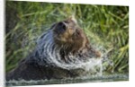 Brown Bear Fishing in Salmon Stream, Katmai National Park, Alaska by Anonymous