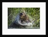 Brown Bear Fishing in Salmon Stream, Katmai National Park, Alaska by Anonymous
