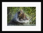 Brown Bear Fishing in Salmon Stream, Katmai National Park, Alaska by Anonymous