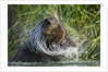 Brown Bear Fishing in Salmon Stream, Katmai National Park, Alaska by Anonymous
