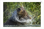 Brown Bear Fishing in Salmon Stream, Katmai National Park, Alaska by Anonymous