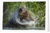Brown Bear Fishing in Salmon Stream, Katmai National Park, Alaska by Anonymous