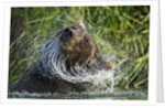 Brown Bear Fishing in Salmon Stream, Katmai National Park, Alaska by Anonymous