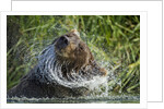 Brown Bear Fishing in Salmon Stream, Katmai National Park, Alaska by Anonymous