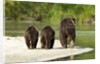 Brown Bear and Cubs, Katmai National Park, Alaska by Anonymous