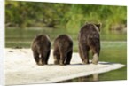 Brown Bear and Cubs, Katmai National Park, Alaska by Anonymous