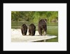 Brown Bear and Cubs, Katmai National Park, Alaska by Anonymous