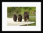 Brown Bear and Cubs, Katmai National Park, Alaska by Anonymous