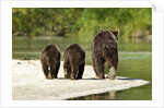 Brown Bear and Cubs, Katmai National Park, Alaska by Anonymous