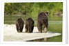 Brown Bear and Cubs, Katmai National Park, Alaska by Anonymous