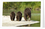 Brown Bear and Cubs, Katmai National Park, Alaska by Anonymous