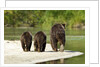 Brown Bear and Cubs, Katmai National Park, Alaska by Anonymous