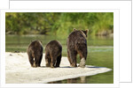 Brown Bear and Cubs, Katmai National Park, Alaska by Anonymous